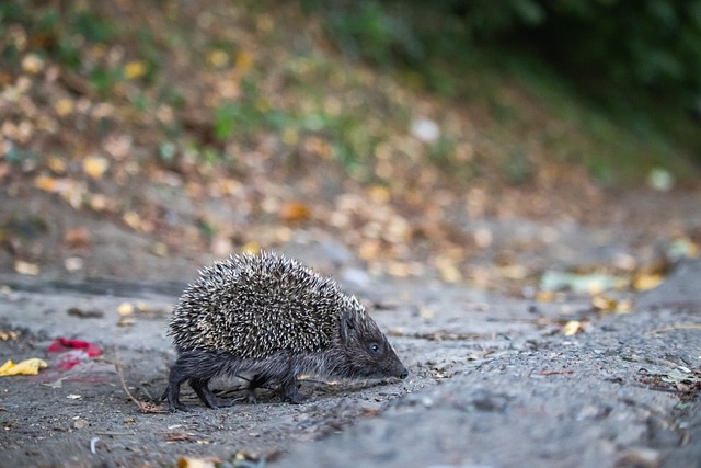 作为游客不 作为游客不